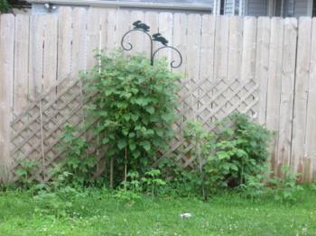 Rasberry Bushes - These are my Red Rasberry Bushes. They are of the ever harvest meaning I get berries non-stop from July till October as the bloom constantly.