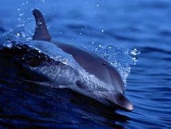 dolphin - dolphin