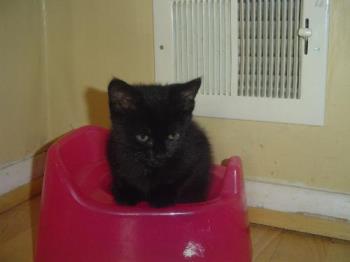kitten on the potty - My cat wants to use the potty!