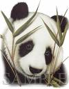 panda - animal