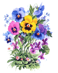 Pansies - Bunch of pansies