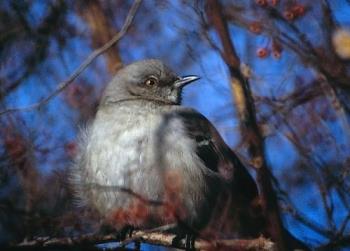 Part of my desktop image - A young catbird used as my desktop image