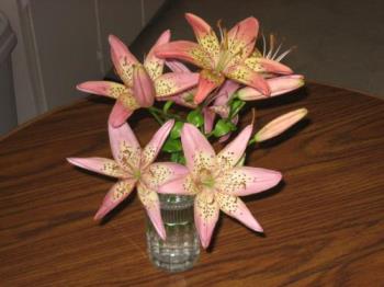 Asiatic Lilies - Son-in-laws broken Lily display. HAHA!!~