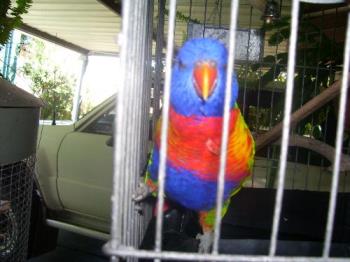 this is our rainbow lorikeet. - This is our rainbow lorikeet, he came in with a sore wing and now cant fly.