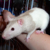 Pet rat - This is a cream hooded rat, similar to one I used to have as a pet. They are very smart and make excellent pets.