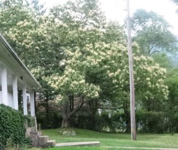 Chestnut tree  - This is a photo of the chestnut tree beside my home. It is currently in full bloom. Alleries are killing me as a result. 