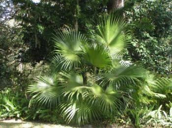 Florida palmettos - Palmettos are found all over Florida. This picture was taken in a state park called Ravine Gardens in north central Florida.