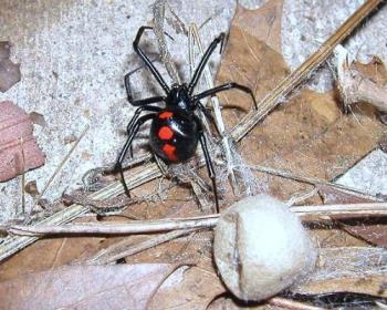 widow spider with egg sack - goodness but how many baby spiders can that thing hold? it is bigger than mama spider! i wonder if it holds thousands. yuck, need to get that away from the house!