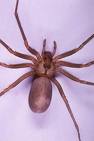 Brown recluse spider.. bad buggers for sure !! - Brown recluse spider.. bad buggers for sure !! You don&#039;t want a bite from one of them. 