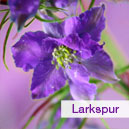 Larkspurs - Close look of Larkspurs
