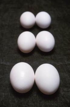 White Eggs - This is a photo of white chicken eggs...certain breeds of chickens lay only white eggs...these breeds are the majority of the egg producers that are sold in markets here....