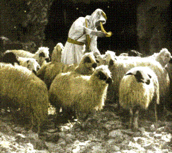 Sheep - A number of sheep with the shepherd.