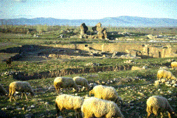 Sheep - A herd of sheep in the open.