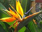 Flower - This is the yellow bird of paradise flower but there is also a red one that is as beautiful:)