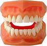 teeth  - healthy teeth
