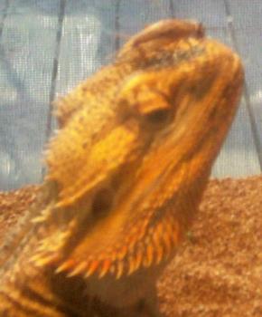 Bearded Dragon - This is my Bearded Dragon Piston. 