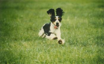 English cocker - English cocker spaniel