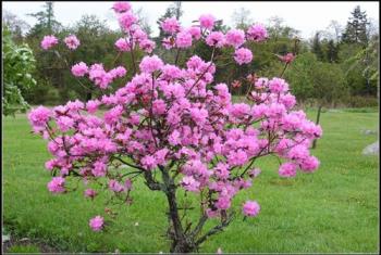 blossoom - a lively fresh flowering plant, bright life blossoom - a lively fresh flowering plant, bright life