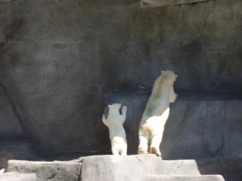 Polar bears at the zoo - a mom and a baby polar bear at the zoo