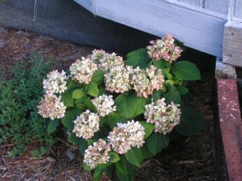 hydrangea bush - One of my two hydrangea bushes. They have bloomed all spring!