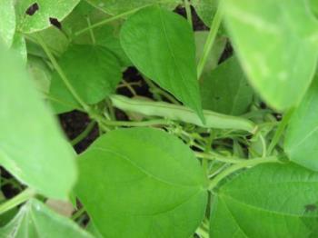 Green beans - Mine are flourishing great.