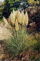 Pampas grass - Pampas grass grows tall.