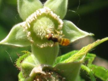 Pollination - A Bee pollinating my red rasberry buds.