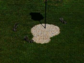 Wildlife - Here are three squirrels in my backyard this morning having a feast on bird food that falls from the bird feeder when the birds are eating.