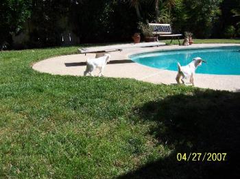 My pool with baby goats looking in - Even the goats where afraid of the water. I should have been more carefull