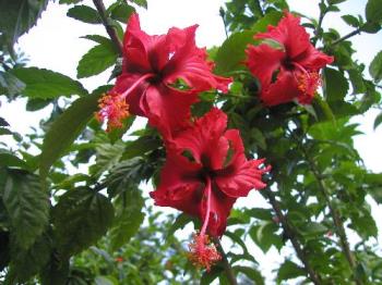 hibiscus - The national flower of my country, hibiscus is my favorite flower. 