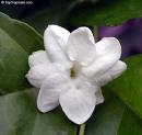 sampaguita - our national flower sampaguita - our national flower