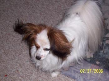 Petie, his ears blowing in the wind - Petie my papillion he is only 6lbs. He has a barking problem Petie, his ears blowing in the wind - Petie my papillion he is only 6lbs. He has a barking problem