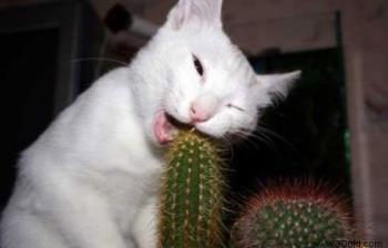 Toothpick? - Cat trying to eat a cactus. Zikes!