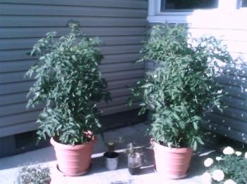 My Tomato Trees! - These are my HUGE tomato trees on 7/4, which now stand shoulder high. Tomatoes are forming, and I can&#039; wait!