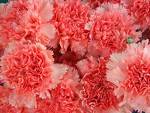 FLOWERS JUST FOR YOU - Carnations for someone who is a friend.