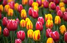 Dutch tulips - Tulips