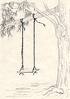 Thistle and Clover tree swing - Just a sketch I like of a tree swing.