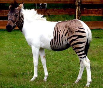 Zorse A horse - zebra cross bred. - The one-year-old zorse was the accidental product of a holiday romance when her mother, Eclipse, was taken from her German safari park home to a ranch in Italy for a brief spell.

There she was able to roam freely with other horses and a number of zebras, including one called Ulysses who took a fancy to her.

When Eclipse returned home, she surprised her keepers by giving birth to the baby zorse whose mixed markings betray her colourful parentage. 