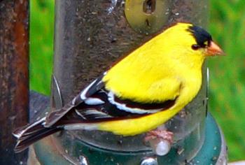 American Gold Finch - Beautiful American Gold Finch American Gold Finch - Beautiful American Gold Finch