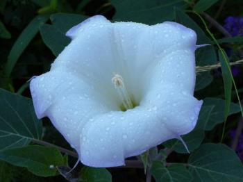Lavender Datura - This is an evening bloomer called the Lavender Datura. The flowers bloom around dusk, last for a few hours, or so ... then wilt away. 