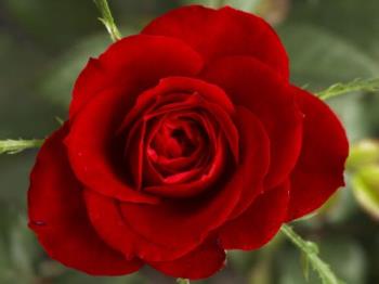 A Red Rose - I like red colored rose flower the most.
