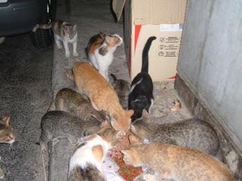 Stray Cats - We must be kind towards stray animals.