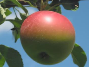 Honeycrisp Apple - One of about 100 or so on my Honeycrisp Apple Tree. Only the second year of owning it also.