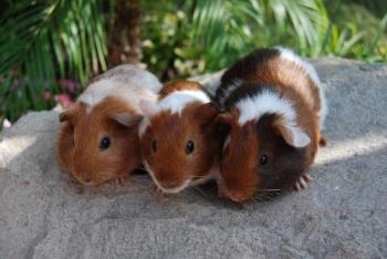 Three Baby Guinea Pigs - Three cute month old baby guinea pigs rescued from the shelter. Don't breed or buy, opt to adopt!