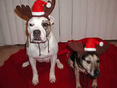 stupid christmas - stupid christmas dogs costume