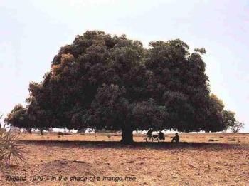 A Mango Tree - I would liked to be a mango tree, given a chance to become one.