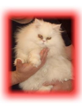 One of my Persian Cats - White Persian