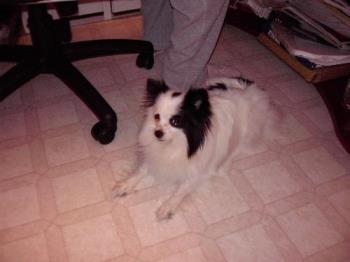 My Pom - This is Kiya, she is a Pomeranian, I think she looks like a Papillion