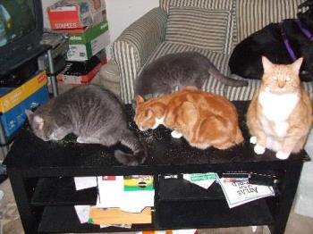 Some of my cats do drugs! - Half of my gang, on the coffee table, sniffing catnip! From the left, Puffy, Lord Greything; Castor Bunnybutt; Li&#039;l Lord Greysocks; Pollux Bunnybutt, aka Fatbunny!