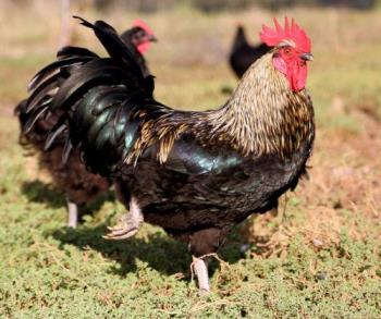 Gallic rooster - Gallic rooster, French national animal Gallic rooster - Gallic rooster, French national animal